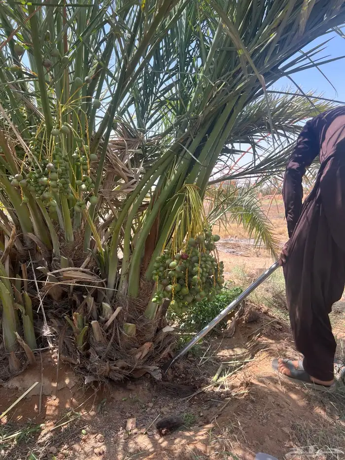 نخل مثمر للبيع توصيل وغرس 2