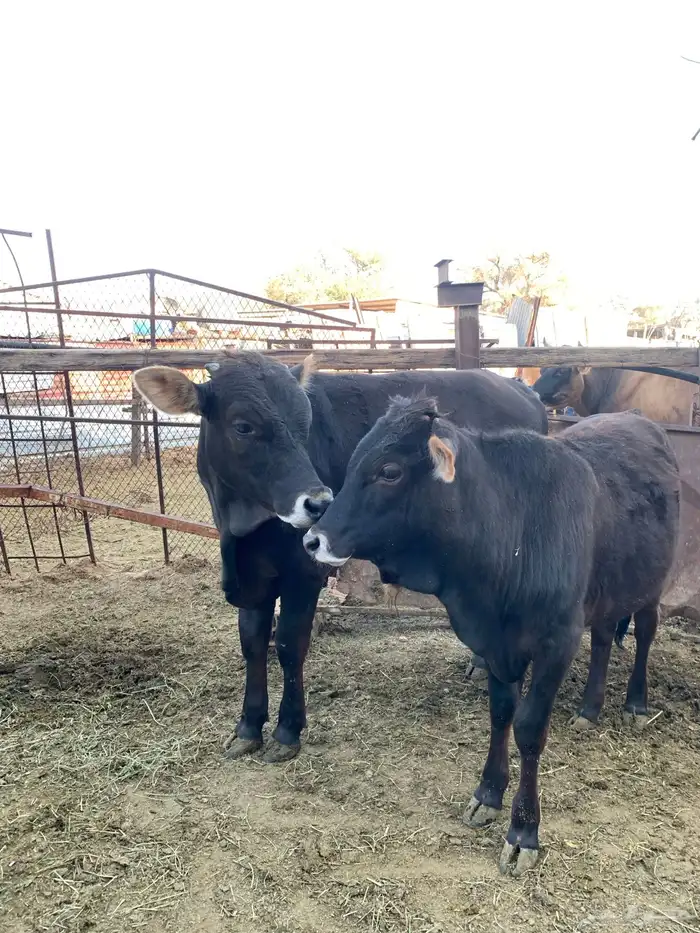 حسلان بلدي 5