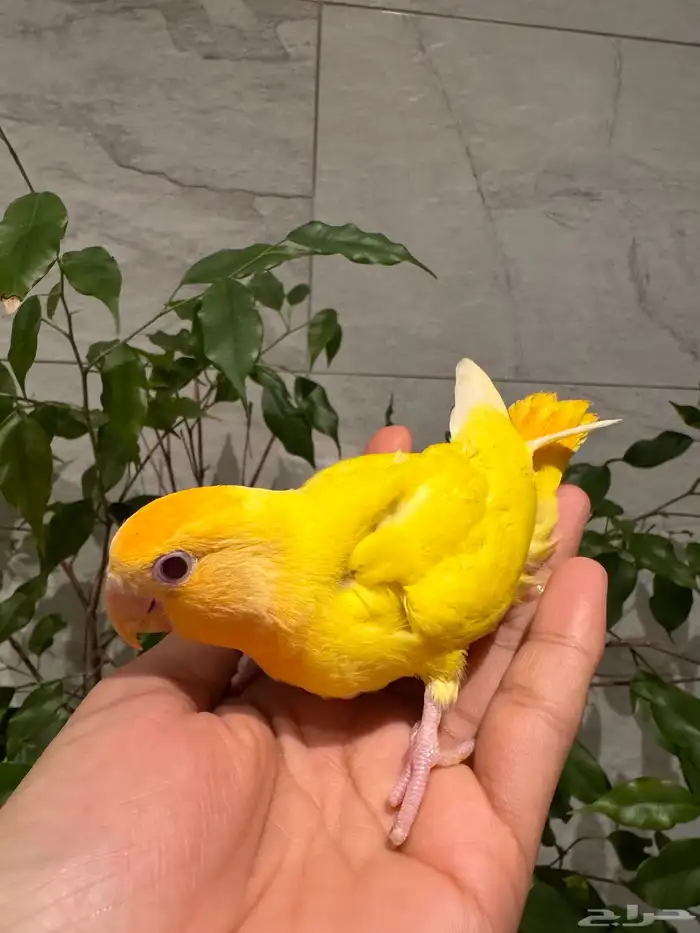 فرخ روز اليف جدااا تم البيع 1