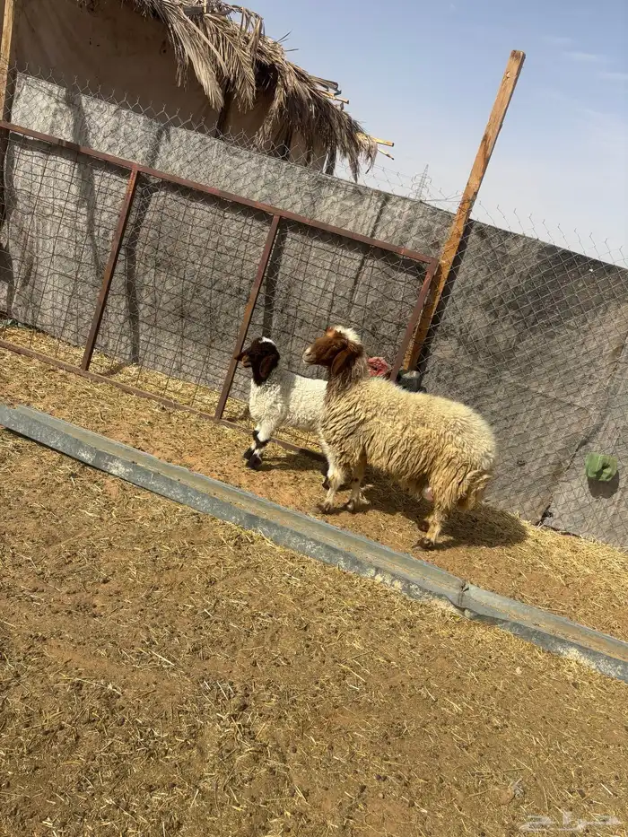 شاه معها رخل تضحي الحد 2270 0
