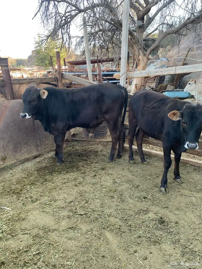 حسلان بلدي 4