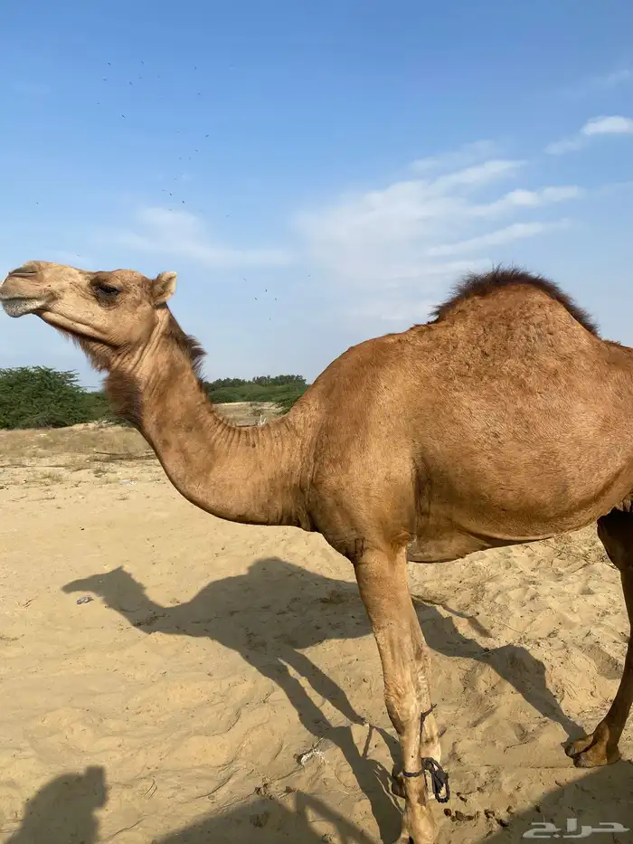 نياق العدد ثنتين الموقع القنفذه 0