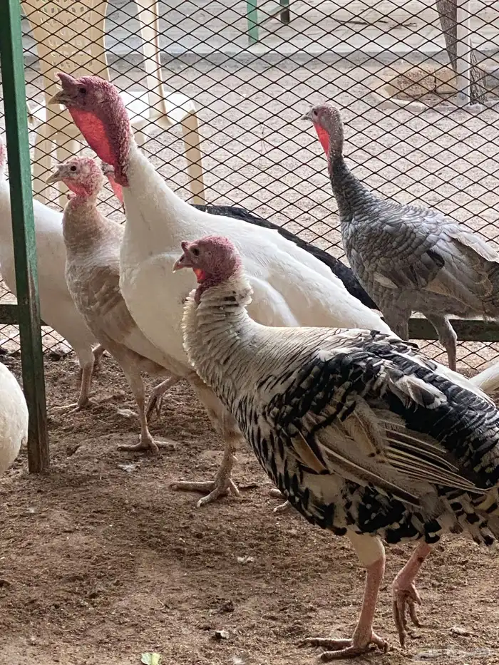 بيت الزاجل للطيور 6