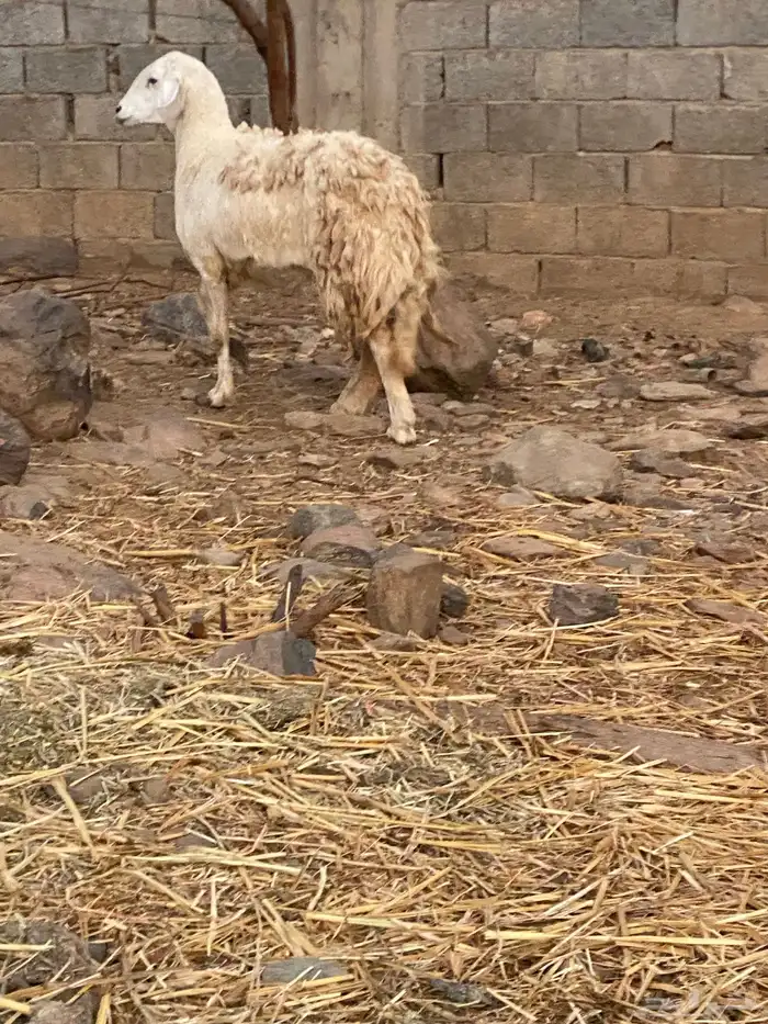 شاه سمينه 1