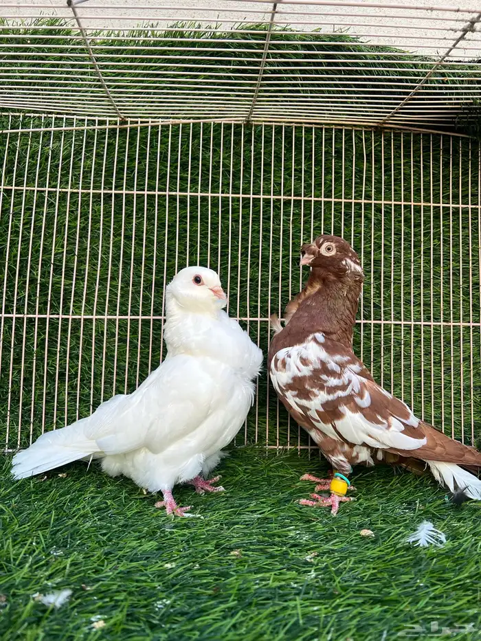 (تم البيع). 0