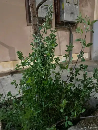 بذور بذر برسيم بلدي 4