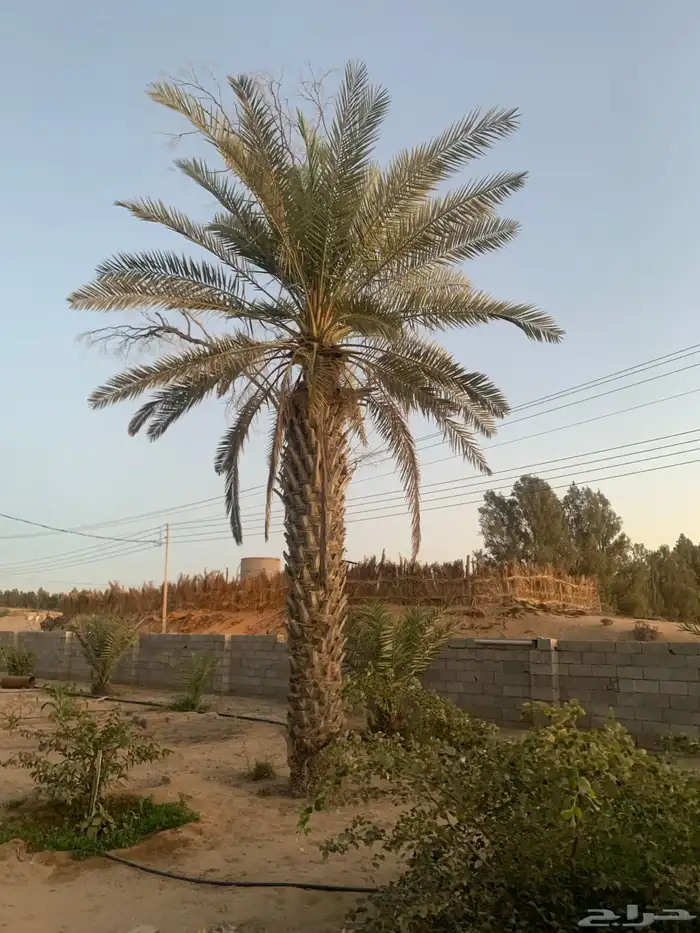 نخل كبير للبيع بأملج 1