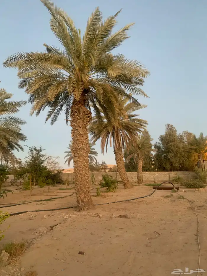 نخل كبير للبيع بأملج 2