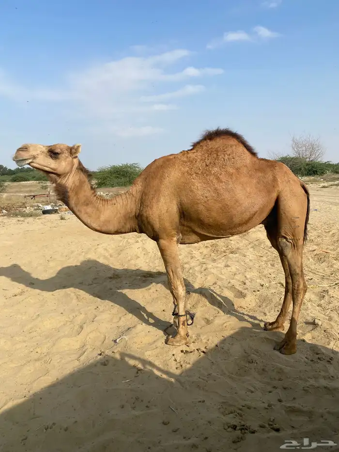 نياق العدد ثنتين الموقع القنفذه 2