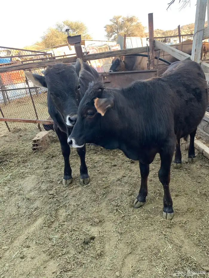 حسلان بلدي 3