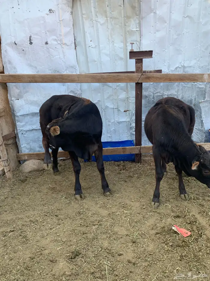 حسلان بلدي 0