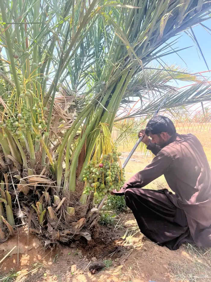 نخل مثمر للبيع توصيل وغرس 3