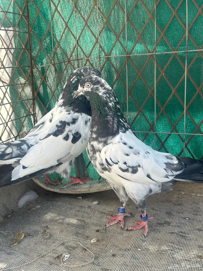 جوز تيدي منتج 8