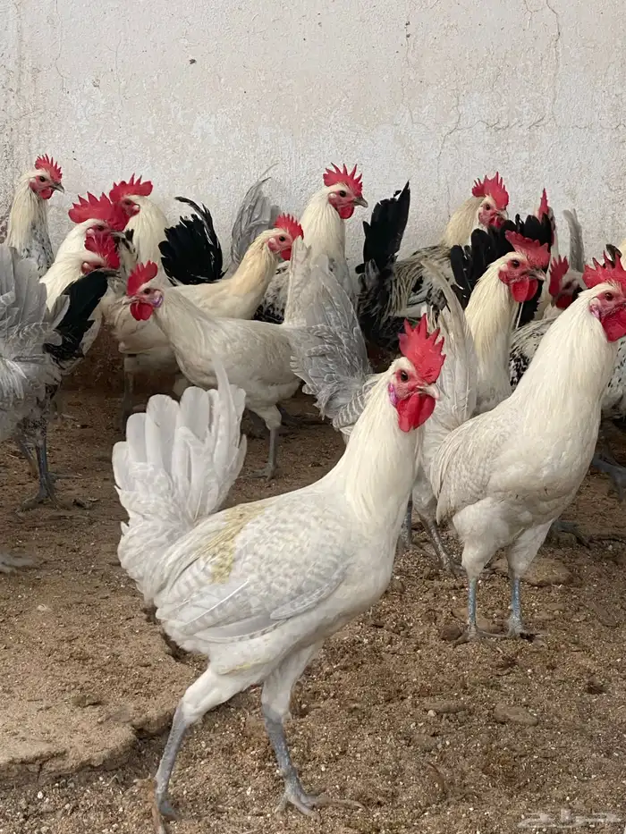 بيت الزاجل للطيور 10