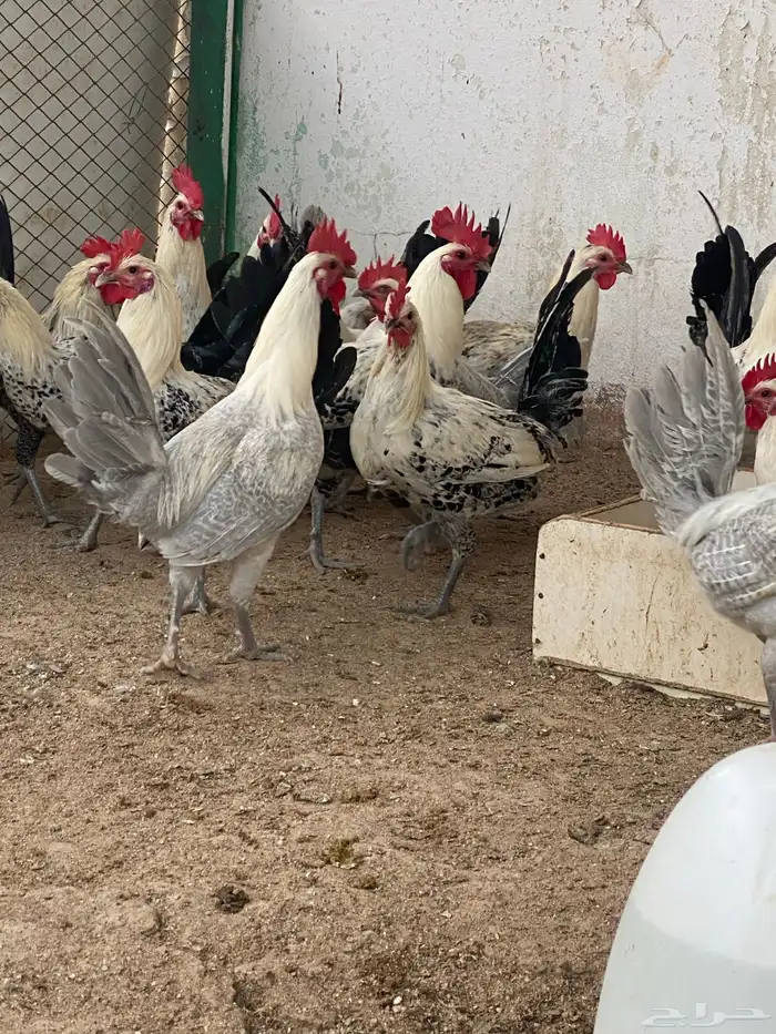 بيت الزاجل للطيور 11