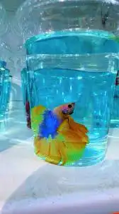 سمكة فايتر 2