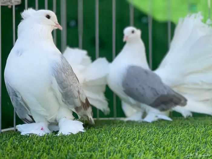 رقاص امريكي مكتف تم البيع 3