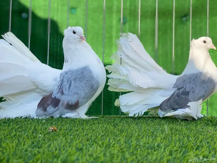 رقاص امريكي مكتف تم البيع 1