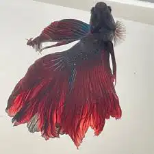 سمكة فايتر 3