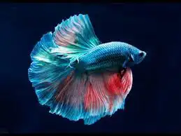 سمكة فايتر 0