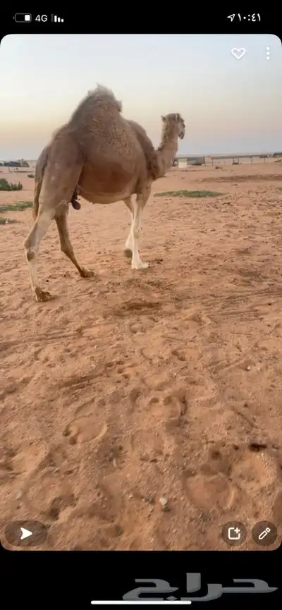القحة 0
