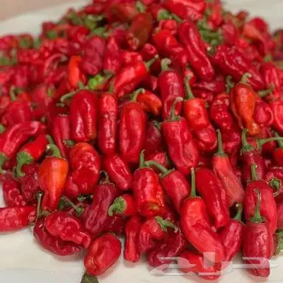 فلفل شقراء وطماطم مجفف بهارات ببريكا بصا مقلي كشنه 7