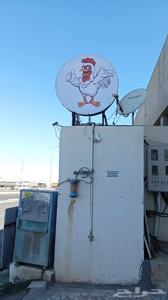 دواجن 1