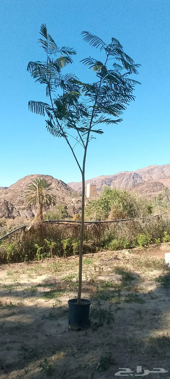 اشجار متنوعه 0