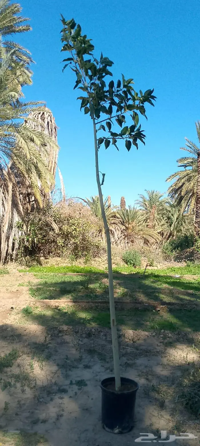 اشجار متنوعه 1
