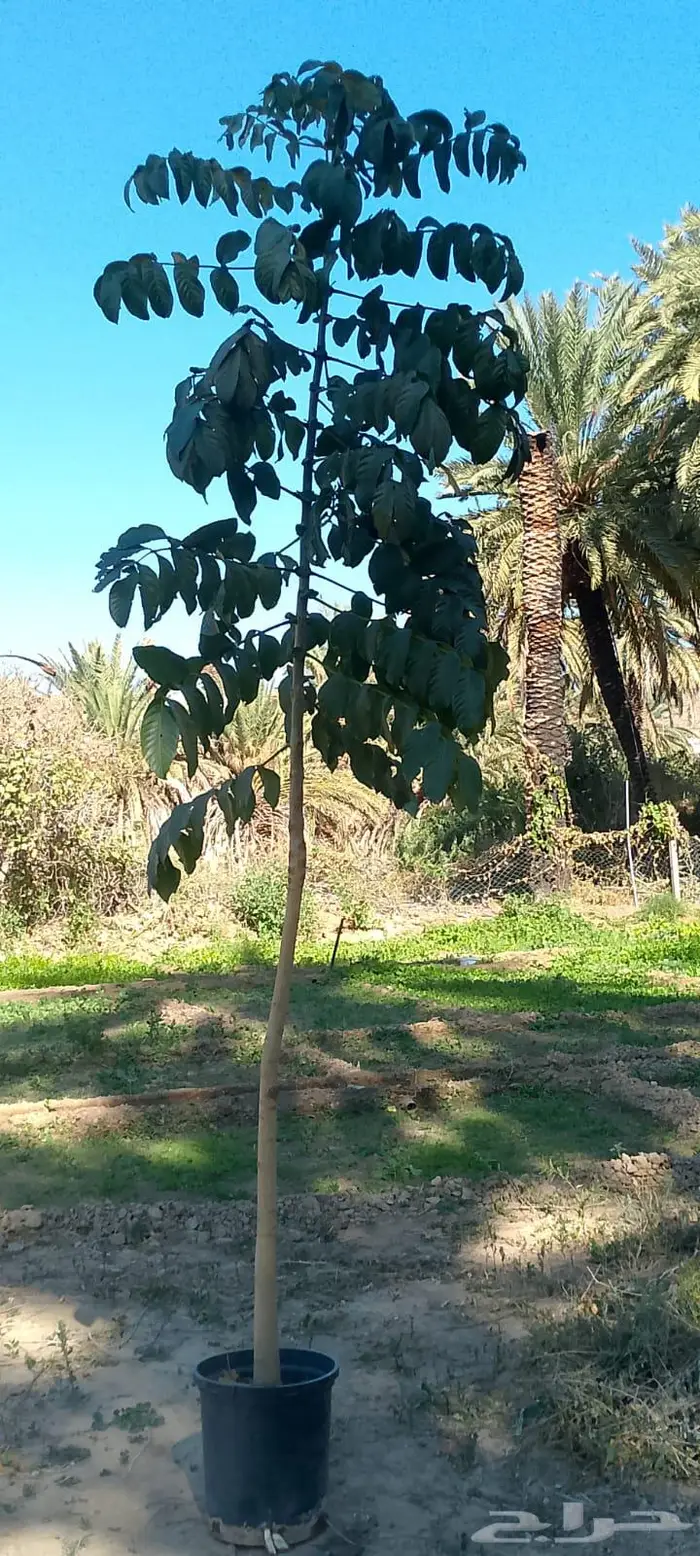 اشجار متنوعه 3