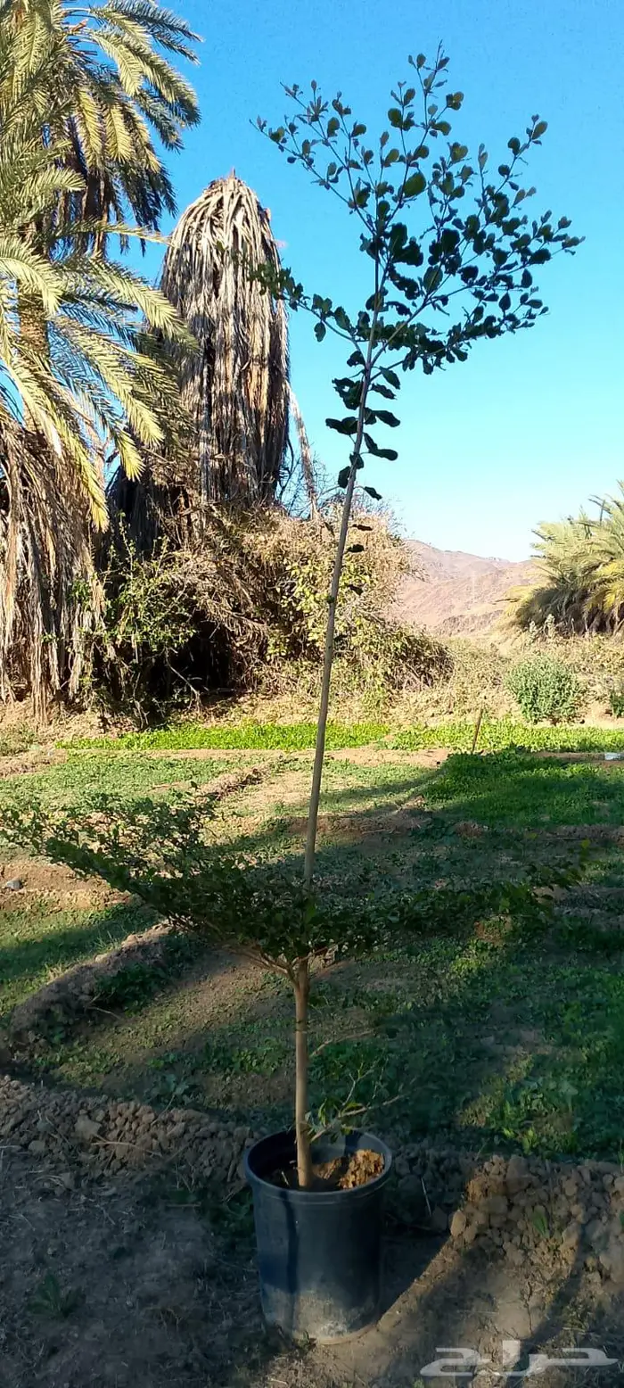 اشجار متنوعه 7