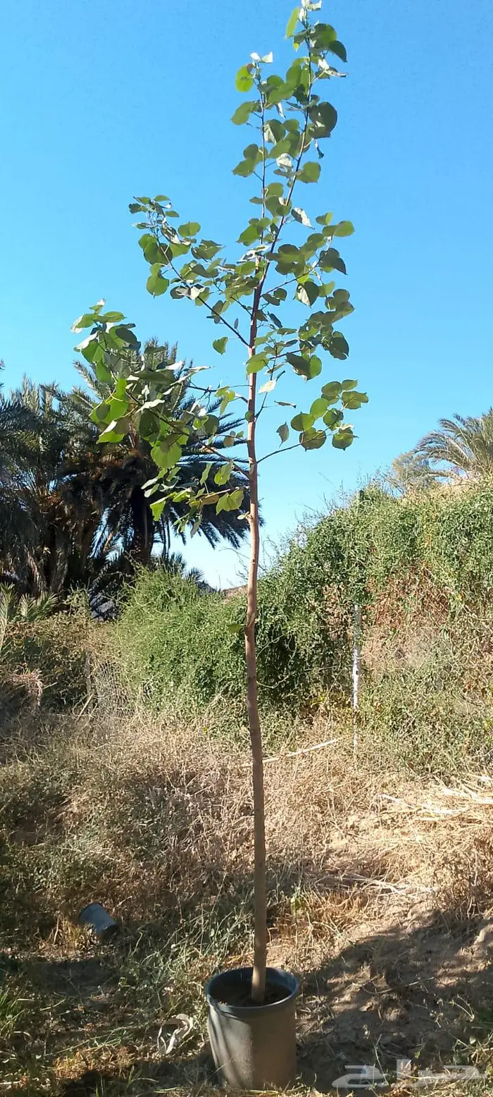 اشجار متنوعه 6