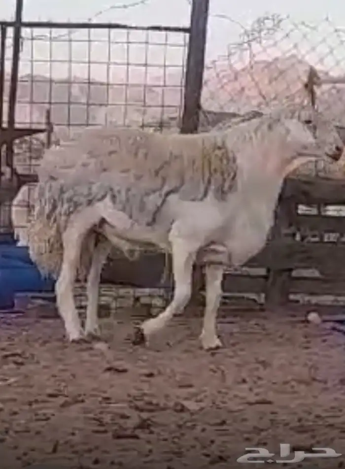 فحل حري مشروط صنف منتج معرف ناهي ناهي 11