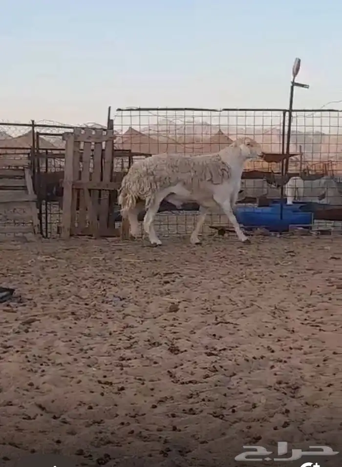 فحل حري مشروط صنف منتج معرف ناهي ناهي 4