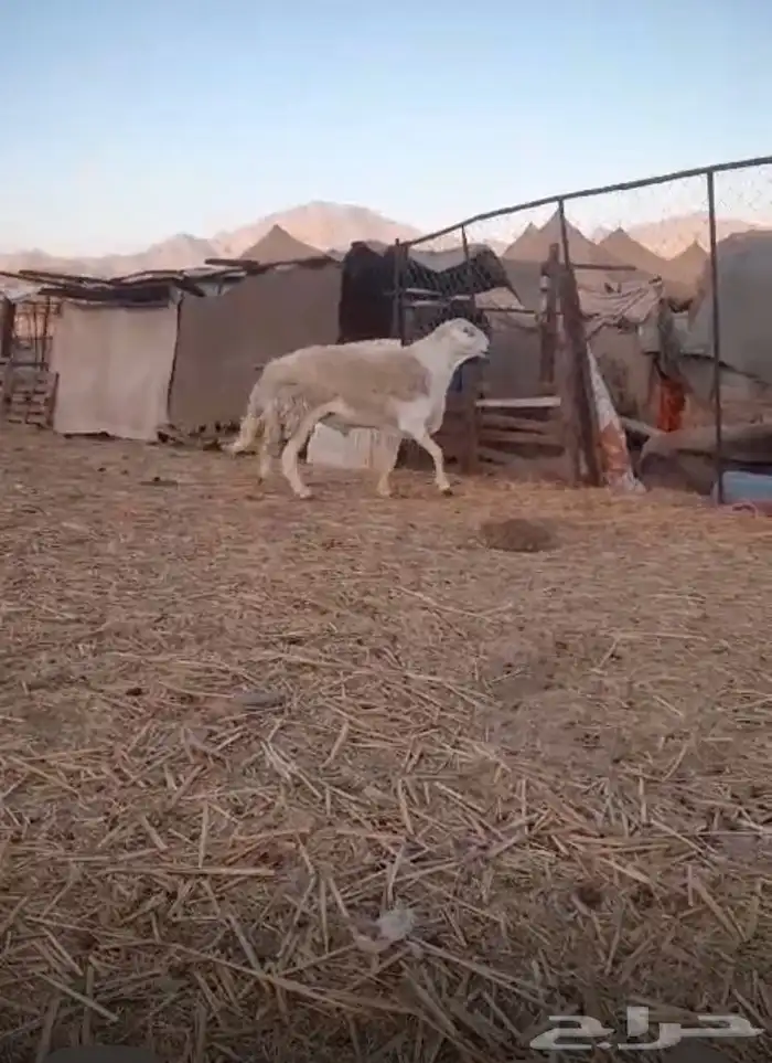 فحل حري مشروط صنف منتج معرف ناهي ناهي 0
