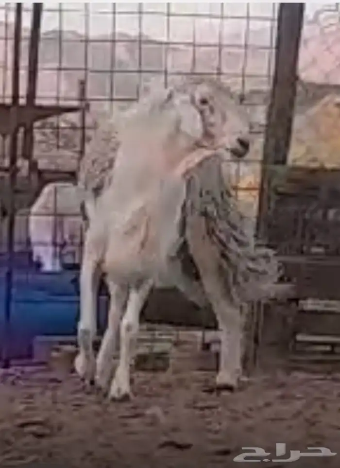 فحل حري مشروط صنف منتج معرف ناهي ناهي 10