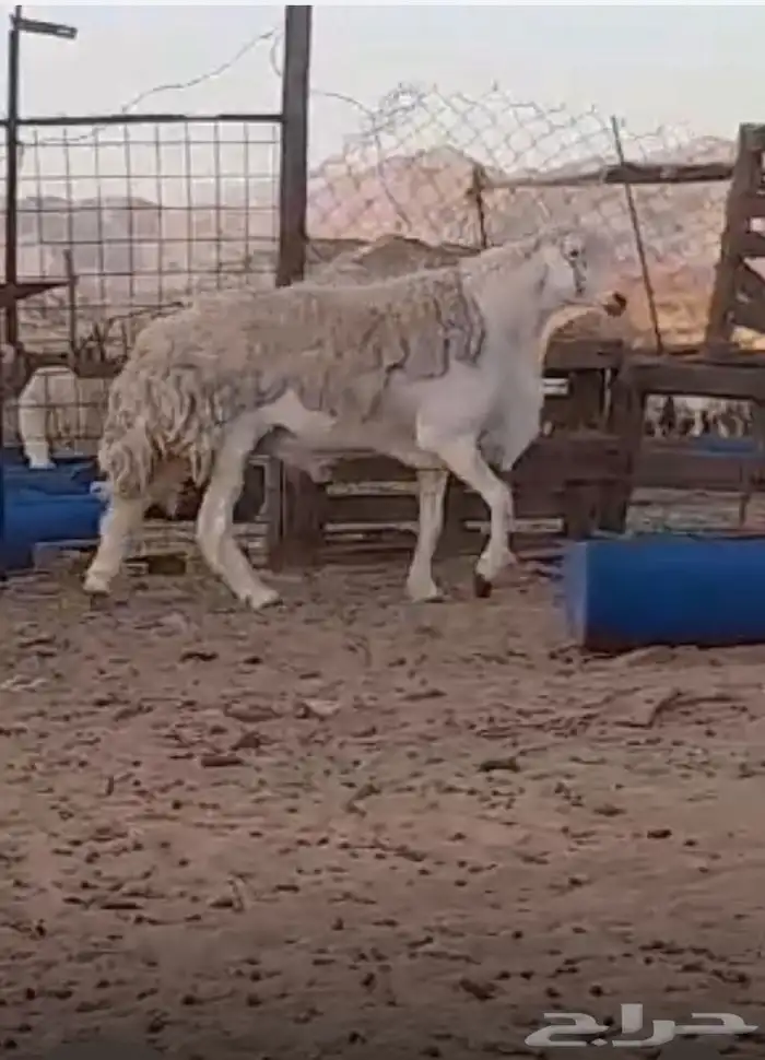 فحل حري مشروط صنف منتج معرف ناهي ناهي 5