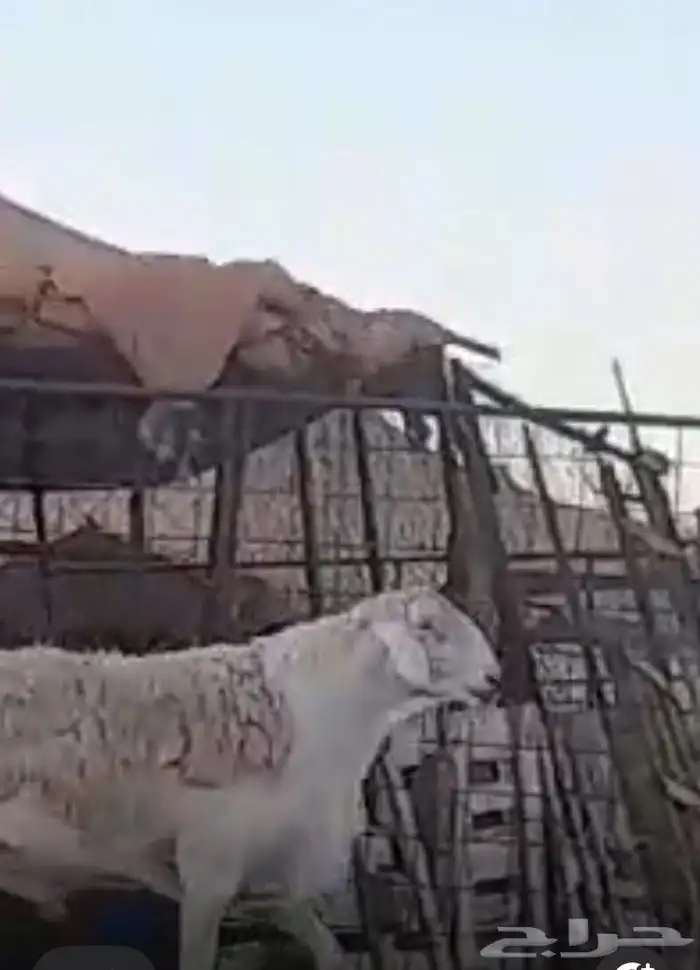 فحل حري مشروط صنف منتج معرف ناهي ناهي 9