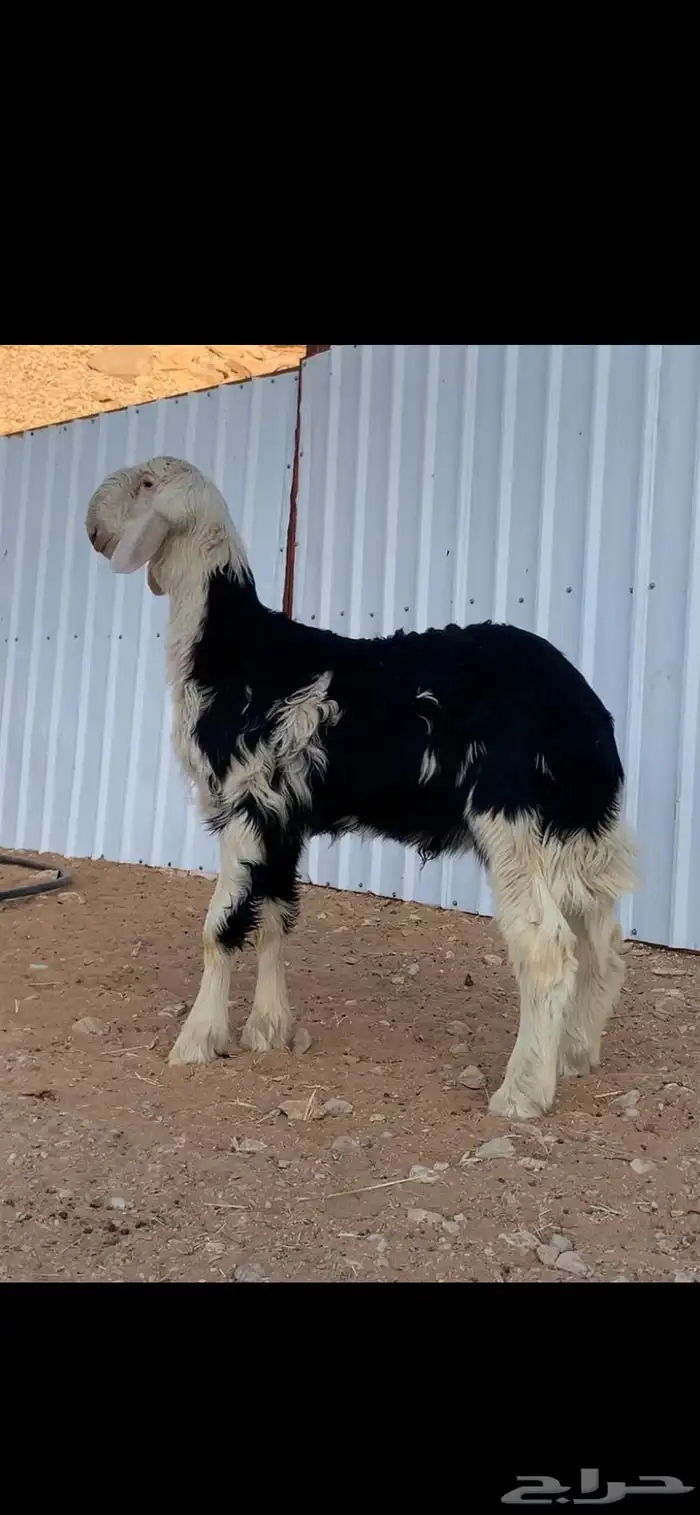طلي نجدي صنف ( تم البيع ) 0