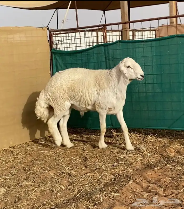 فحل حري صنف ( مشروط ) ( تم البيع ) 0
