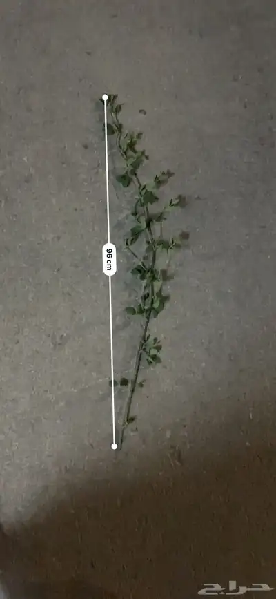 بذور بذر برسيم بلدي 3