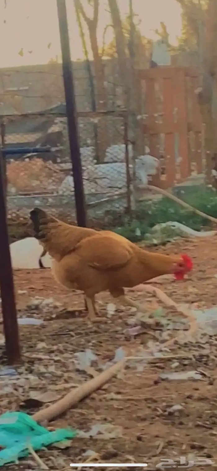 بيض دجاج تركي 3
