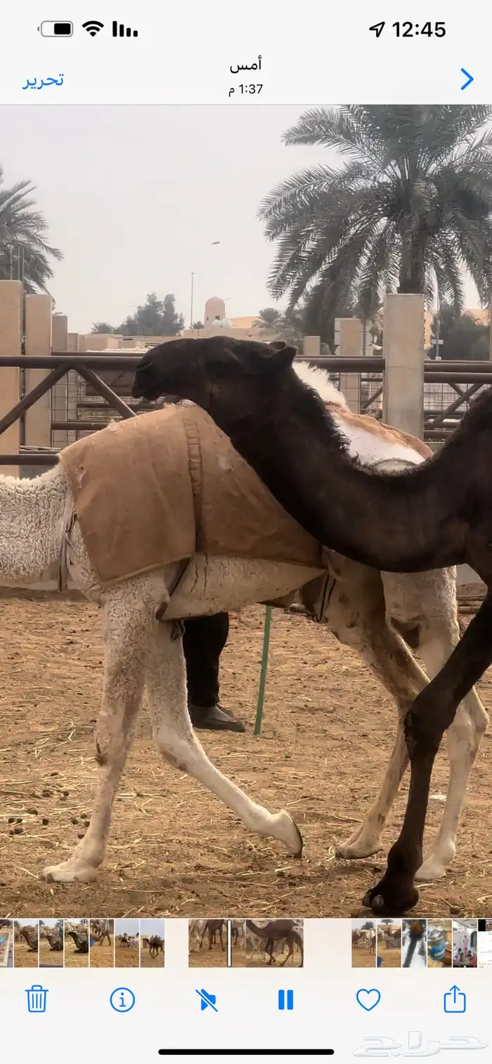 قعود كفووو 2