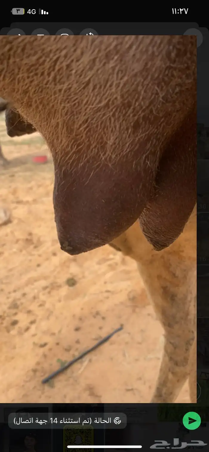 خلفه منيحه ثنيه تربع 1