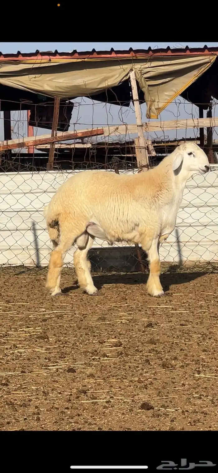 فحل حري صنف مشروط 2