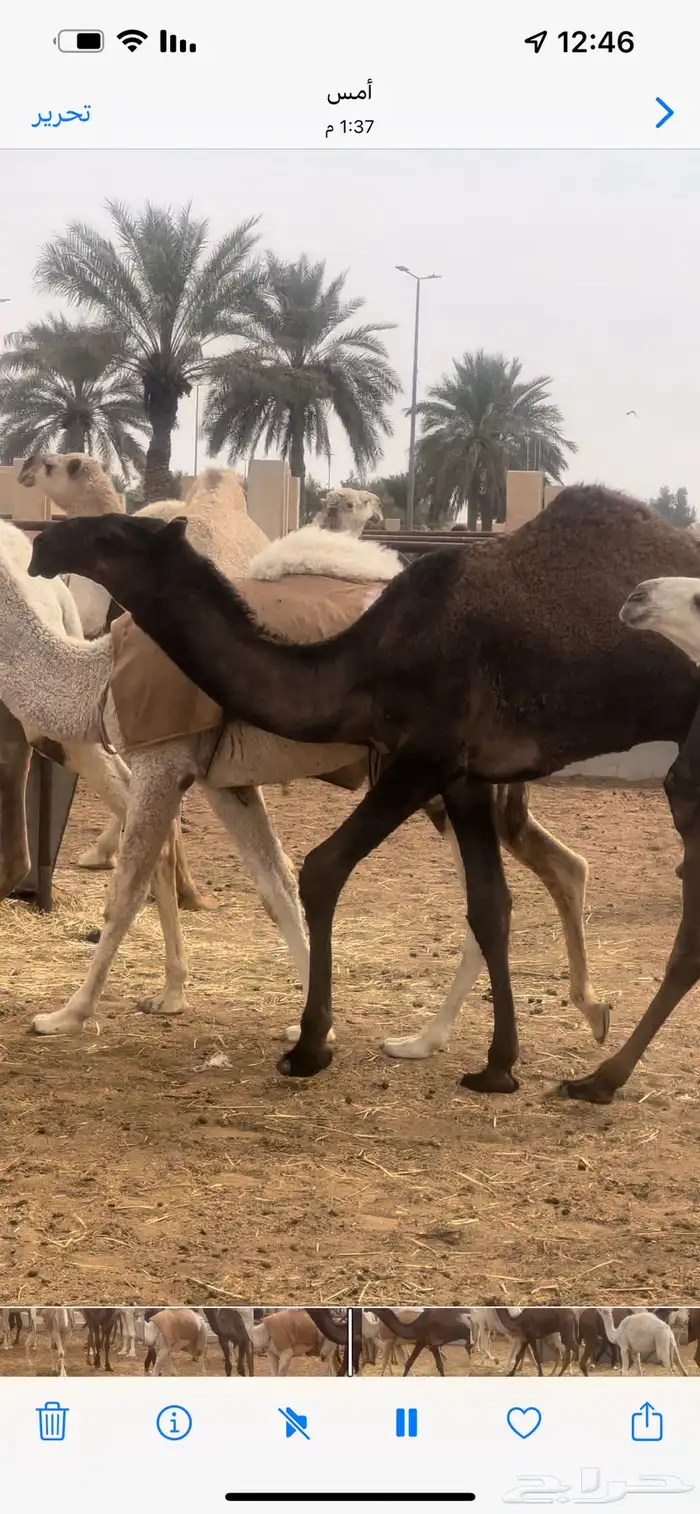 قعود كفووو 1