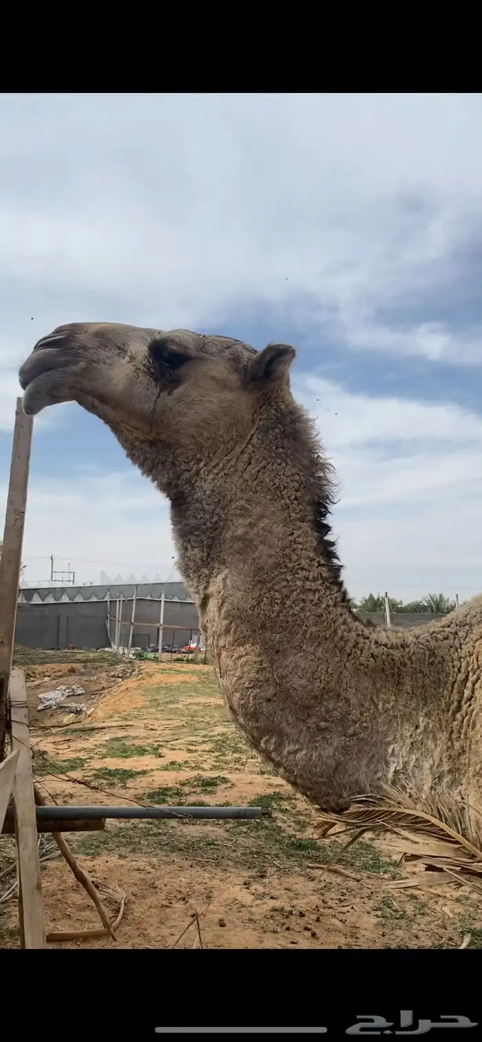 خلفه منيحه ثنيه تربع 0