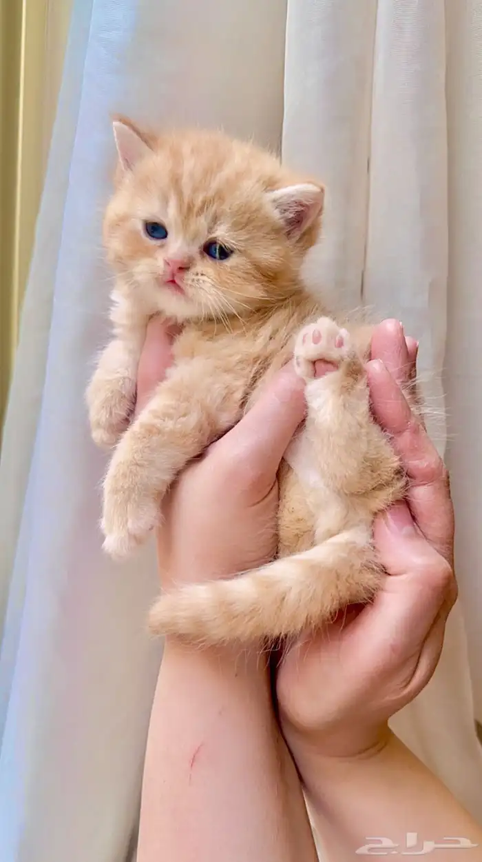 عرض الاجازه للتزاوج بسعر200 قط برتش يوجد كتن للبيع 4