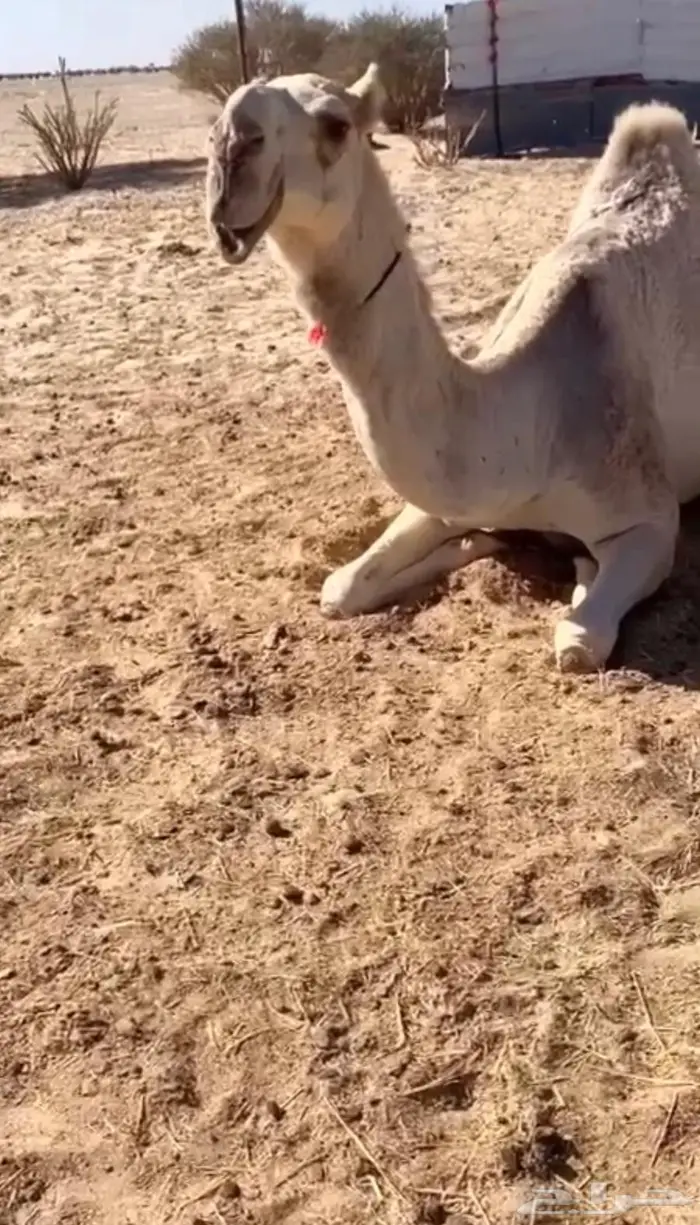 خلفه كفو طيبه 3