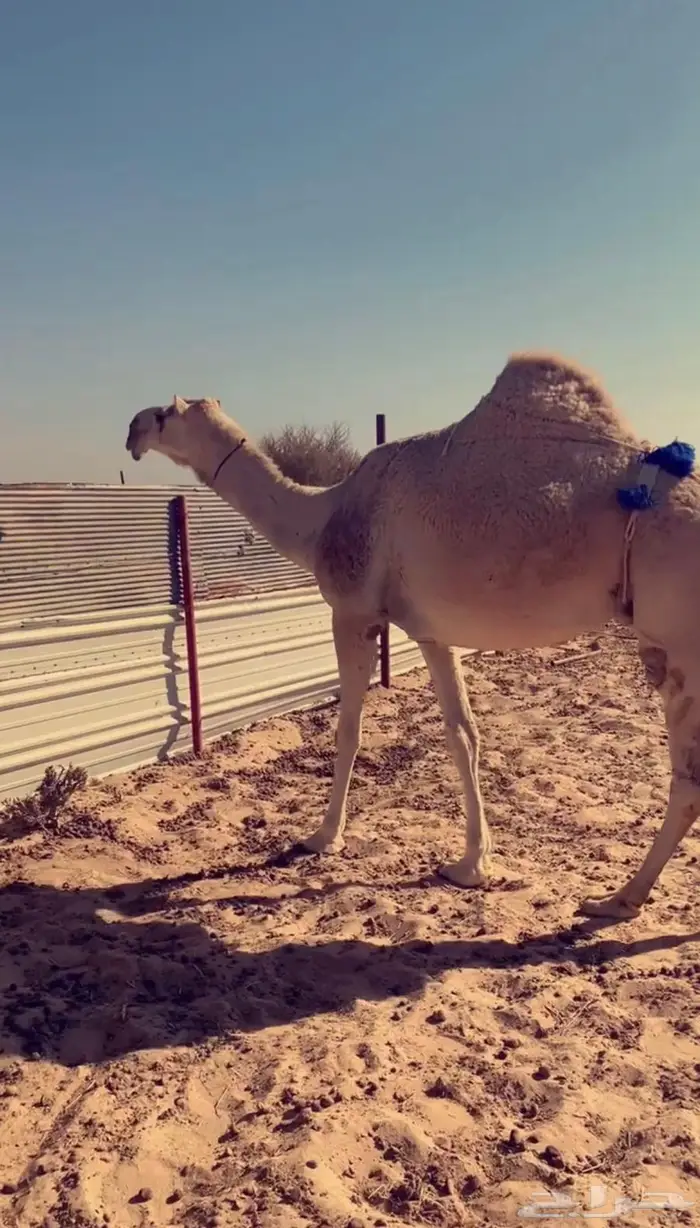 خلفه كفو طيبه 2